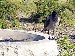 烏鴉,鳥,性質(zhì)