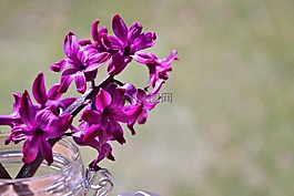 风信子,花,鲜花