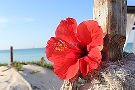 突尼斯,海,旅程