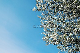 樹,花,天空