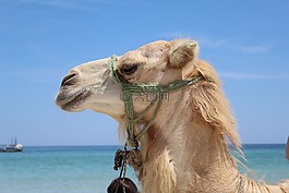 駱駝,海,動物