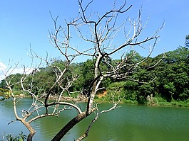 樹,河,葉子
