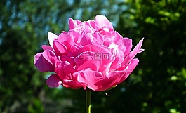 性質(zhì),花,牡丹
