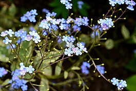 brunera wielkolistna,布魯納,花園的花