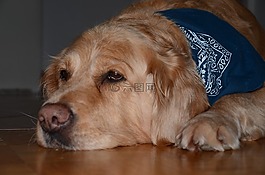 狗,金毛獵犬,寵物
