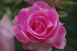 玫瑰,花,玫瑰花
