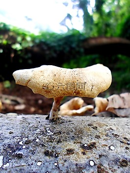 蘑菇,特寫,真菌