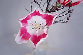 郁金香,粉紅色白色,花