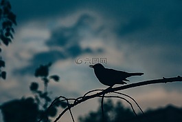動(dòng)物,鳥,黑暗
