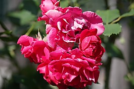花,開(kāi)花,玫瑰