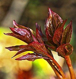 紅色,葉子,布什