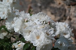 花,開花,玫瑰