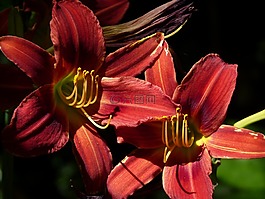 花,紅色,百合