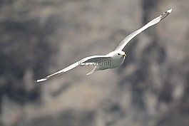 鷗,鳥類,飛