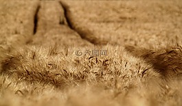 麥田,字段,谷物