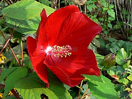 布達(dá)佩斯,芙蓉花,瑪格麗特島