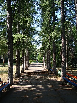 胡同,跟蹤,松