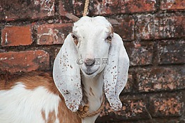 山羊,祭祀的動物,廟