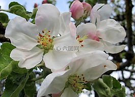 春天,鮮花,盛開