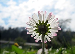 瑪格麗特,春天的花,指出花