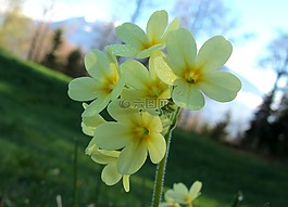 春天的花,黃花九輪草,黃色