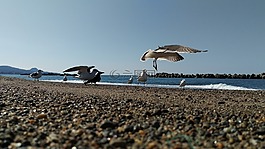 海灘,海鷗,野生鳥類