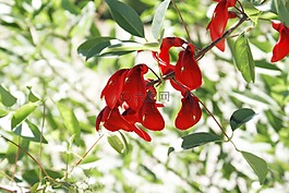 花,紅色,花園