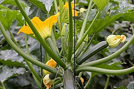 夏南瓜,蔬菜,西葫蘆
