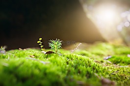 苔,森林,綠色