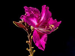 開花,花,紫