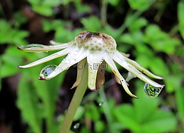蒲公英,褪色,雨下得
