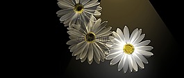黛西,鮮花,春