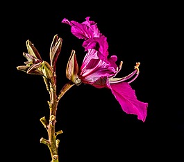 開花,花,紫