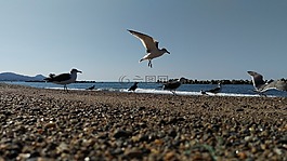 海灘,海鷗,野生鳥類