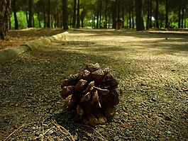 菠蘿,水果,花園