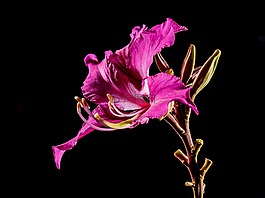 開花,花,紫