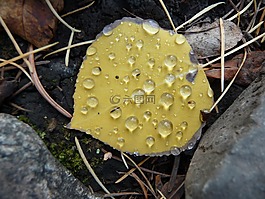 白杨树叶,露水,秋天