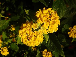 黄色的花朵,花园,秋