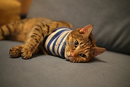 貓,動物,寵物