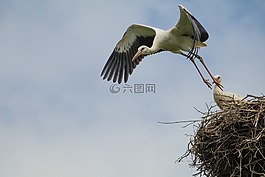 鳥,動物世界,性質(zhì)