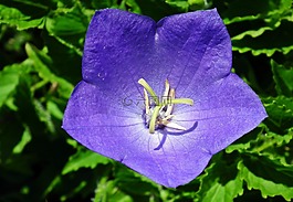性質(zhì),花,rozwar