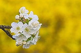 櫻花,黃色,性質(zhì)