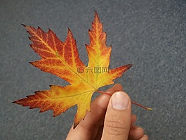 葉,手,秋