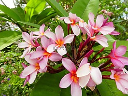 花,粉紅色,廠