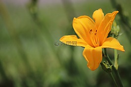 鮮花,黃,性質(zhì)