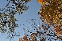秋季,天空,秋天的樹(shù)葉
