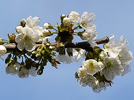春,鮮花,芽