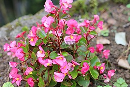 花,粉色,露水