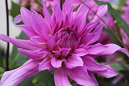 花,粉色,露水