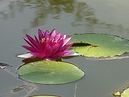水百合,池塘,性質(zhì)